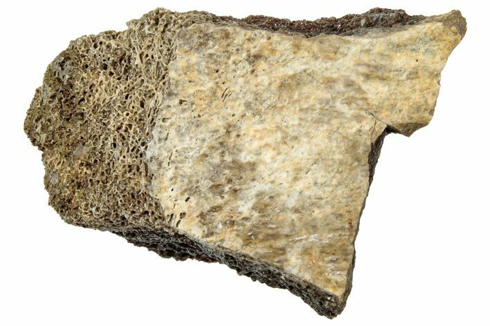 Fossil Tyrannosaur (T rex) Bone Section - Wyoming #314003